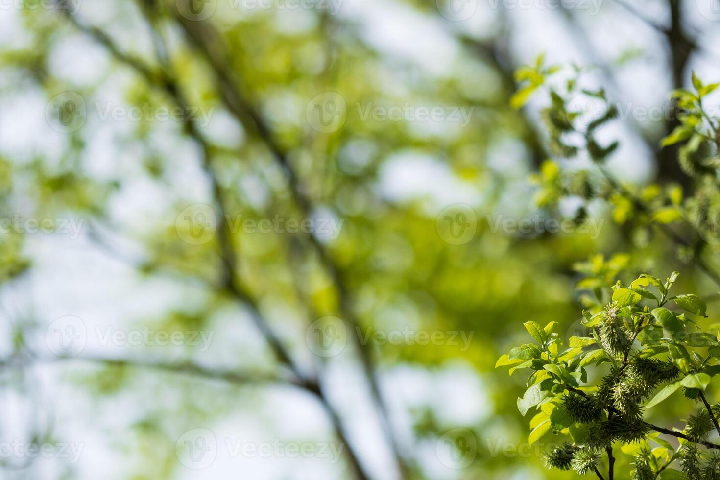 Fresh spring leaves and branches in a soft focus background photo
