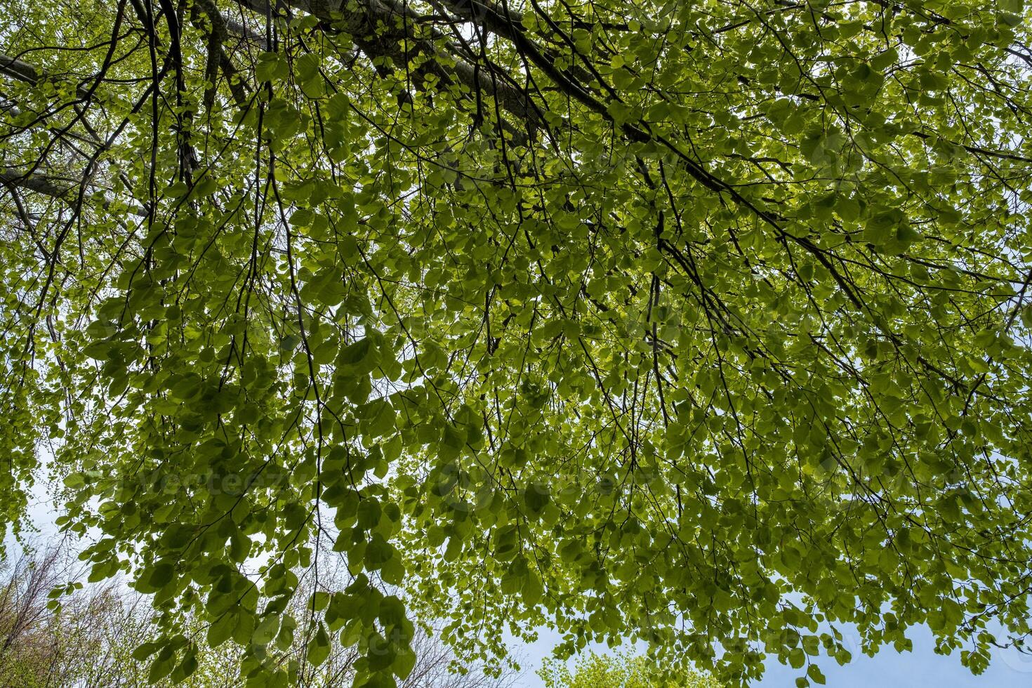 Looking up into a lush canopy of bright green leaves on a tree photo