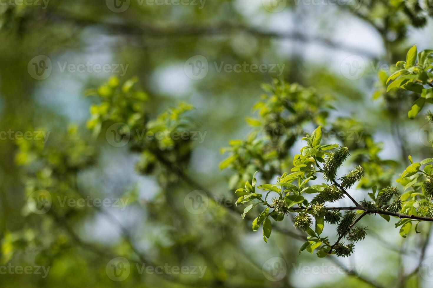 Fresh green leaves and buds on a tree branch in springtime photo