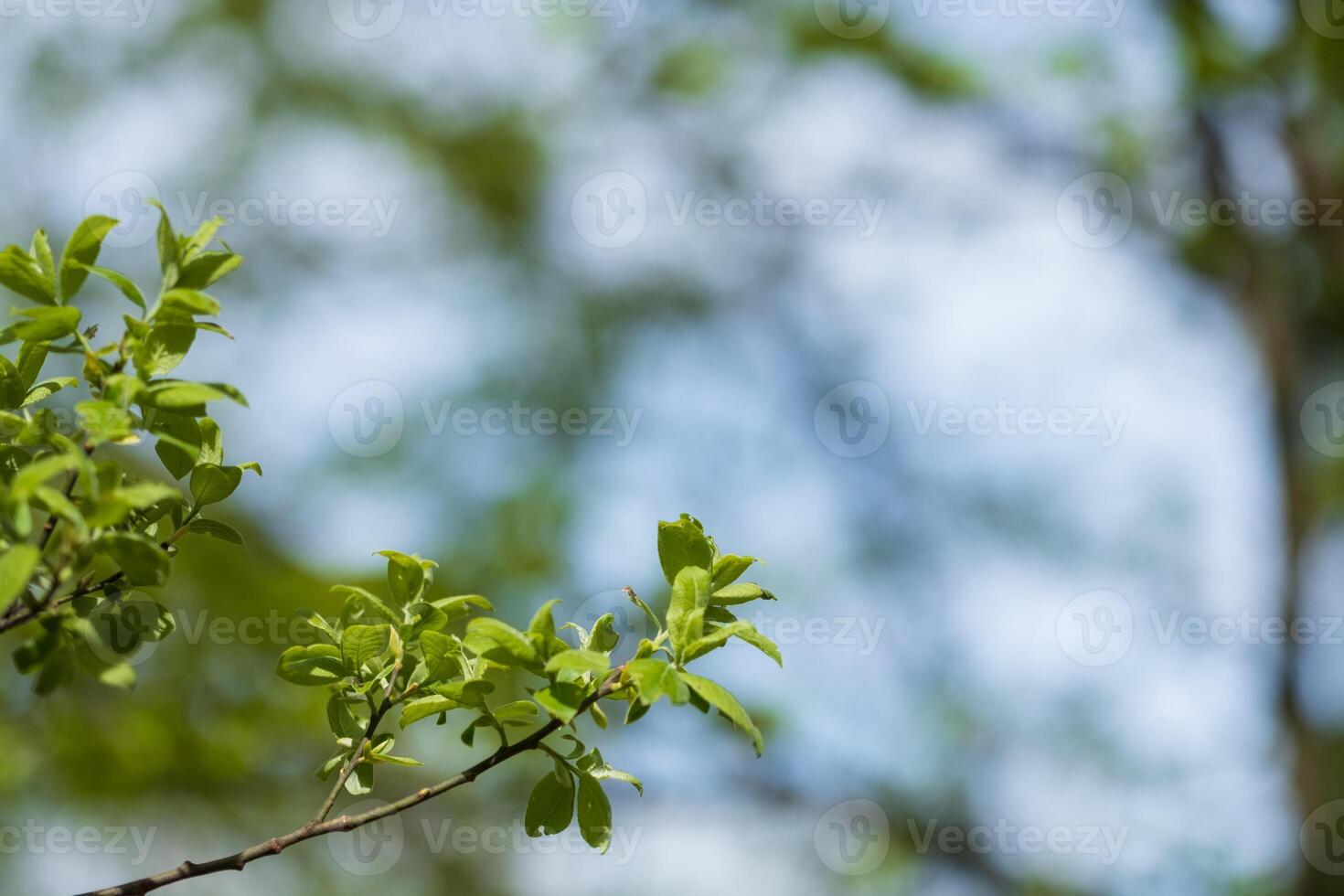 Green leaves sprout on a branch against a blurred background of trees and sky photo