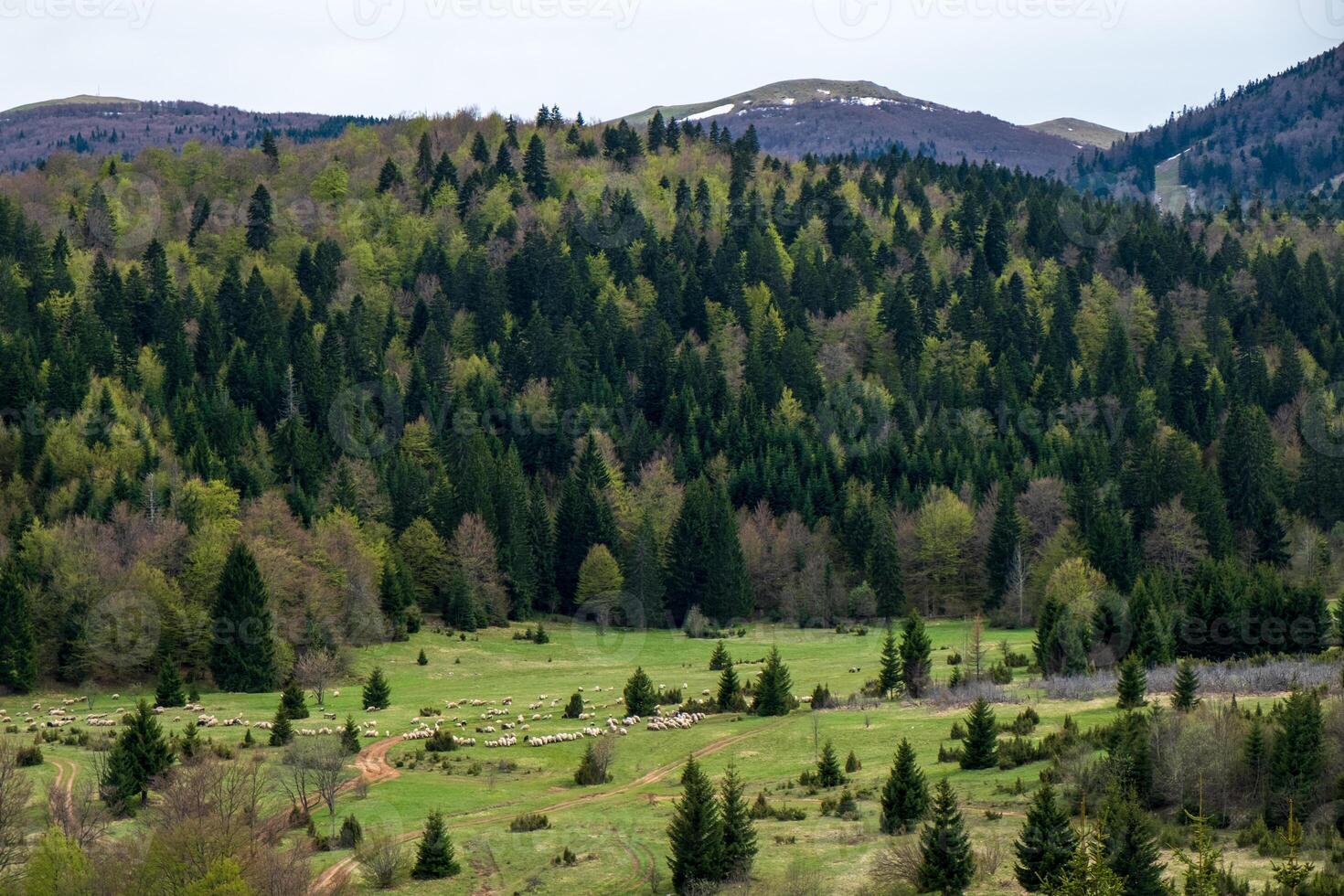 Sheep graze in a lush green valley nestled amongst a coniferous forest and rolling hills photo