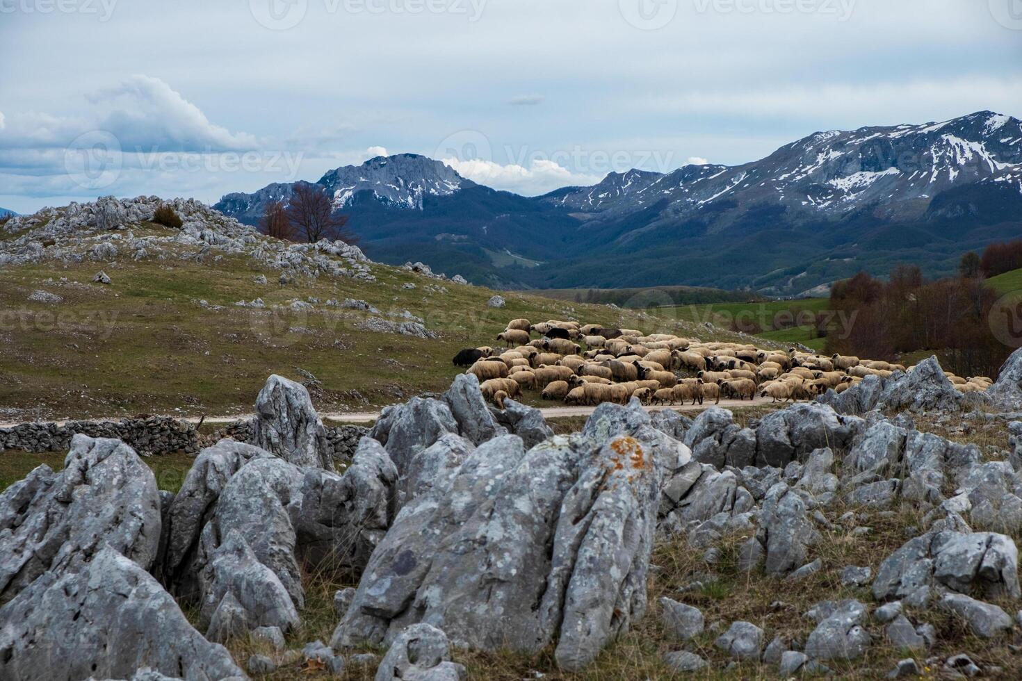 A flock of sheep crossing a rocky path towards snow capped mountains photo