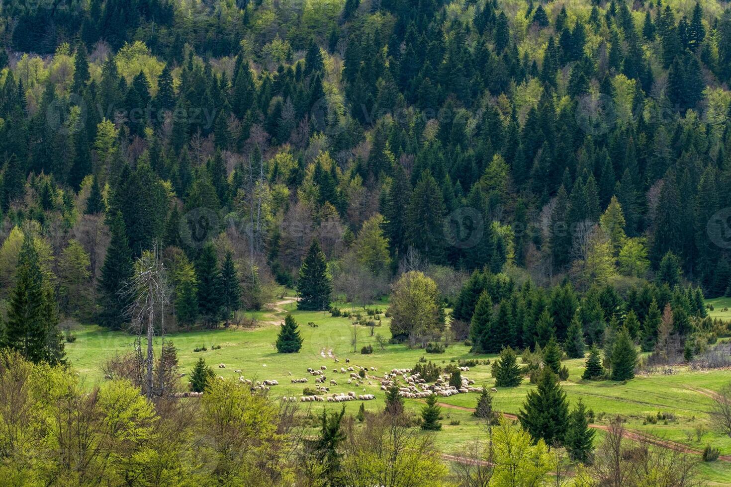 Sheep grazing in a lush green meadow surrounded by a dense evergreen forest photo