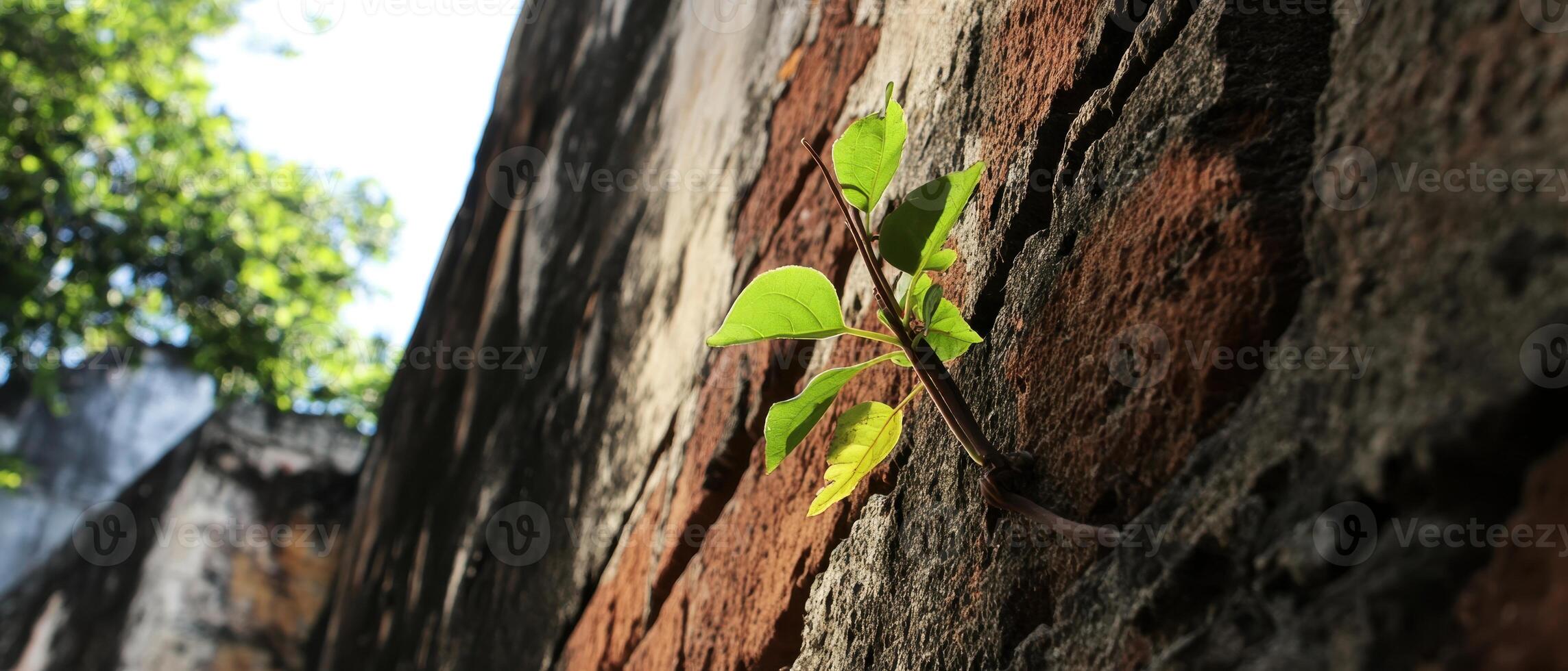 A small green plant emerges from a weathered wall, symbolizing resilience and nature's ability to thrive in harsh environments. photo
