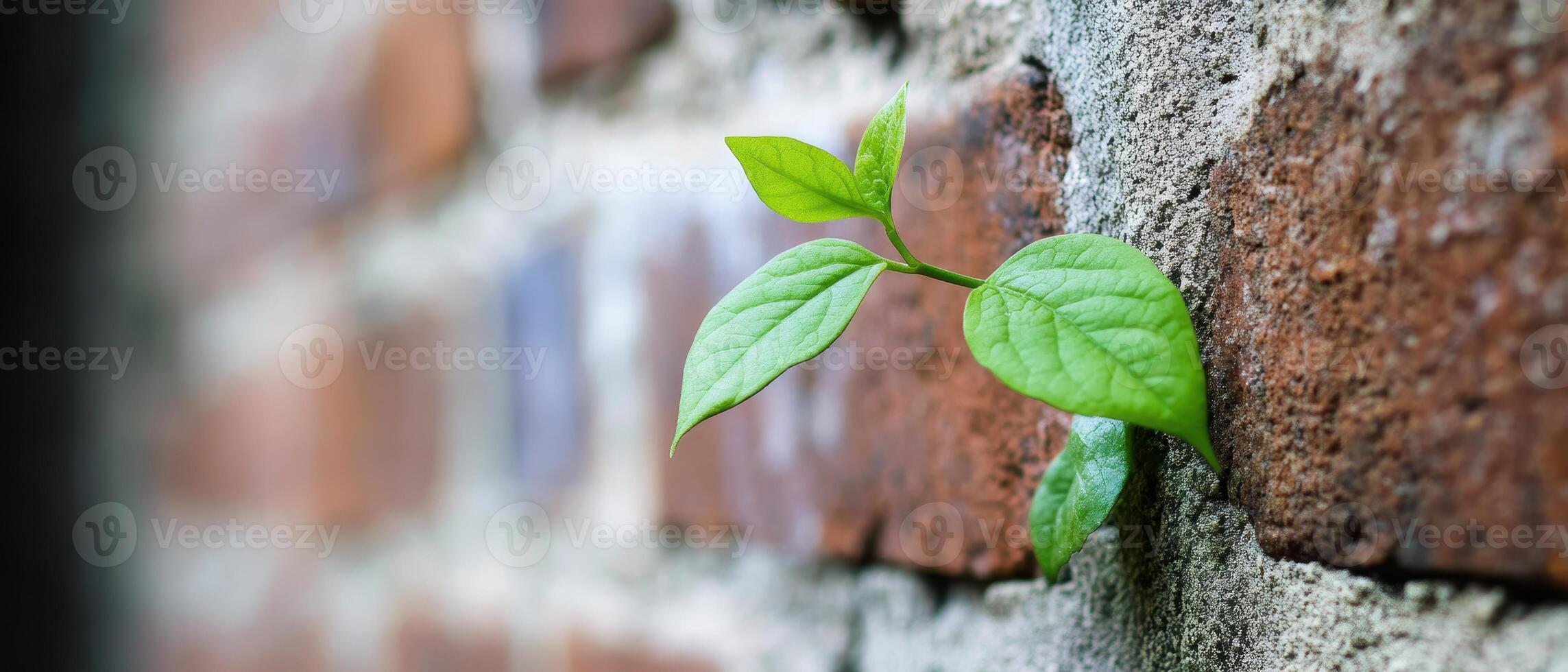 A green plant sprouts from a brick wall, symbolizing resilience and nature's ability to thrive in urban environments. photo