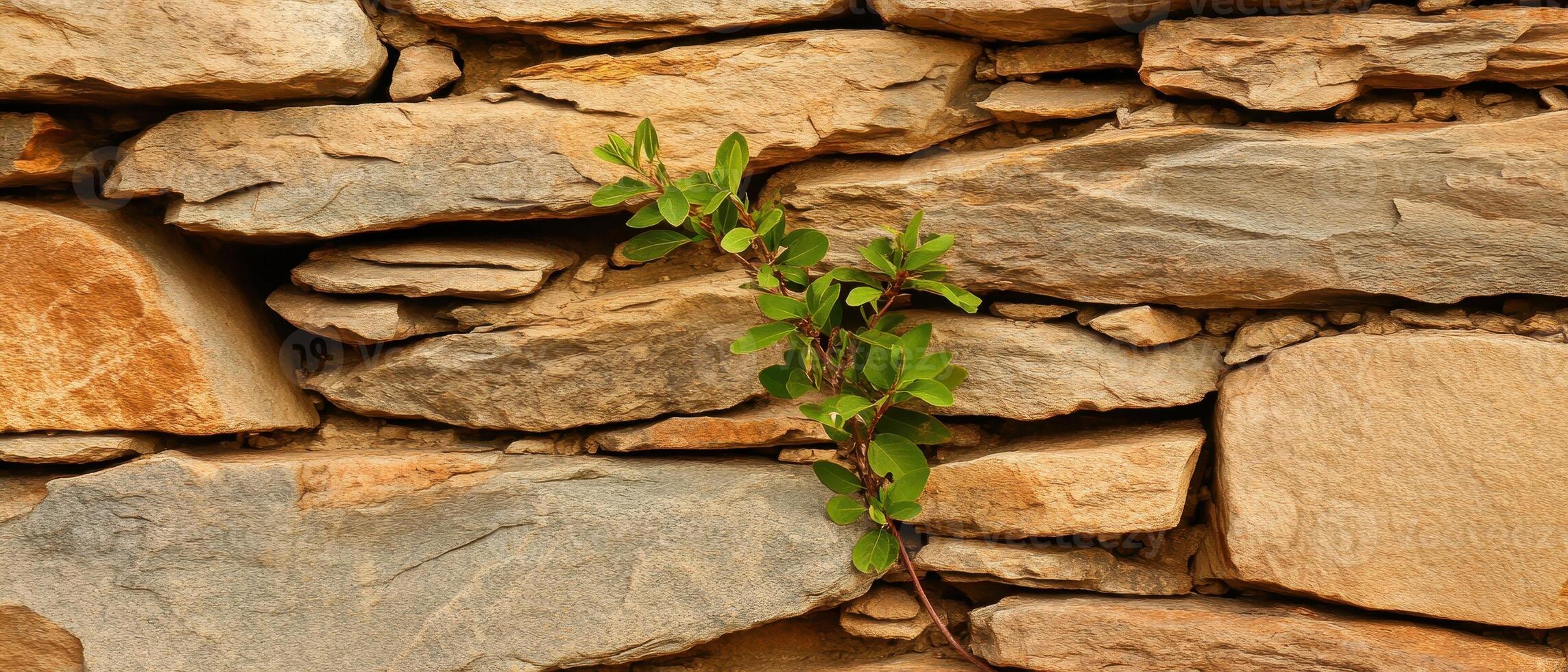 A green plant sprouts between layers of textured stone, showcasing resilience in a natural stone wall. photo