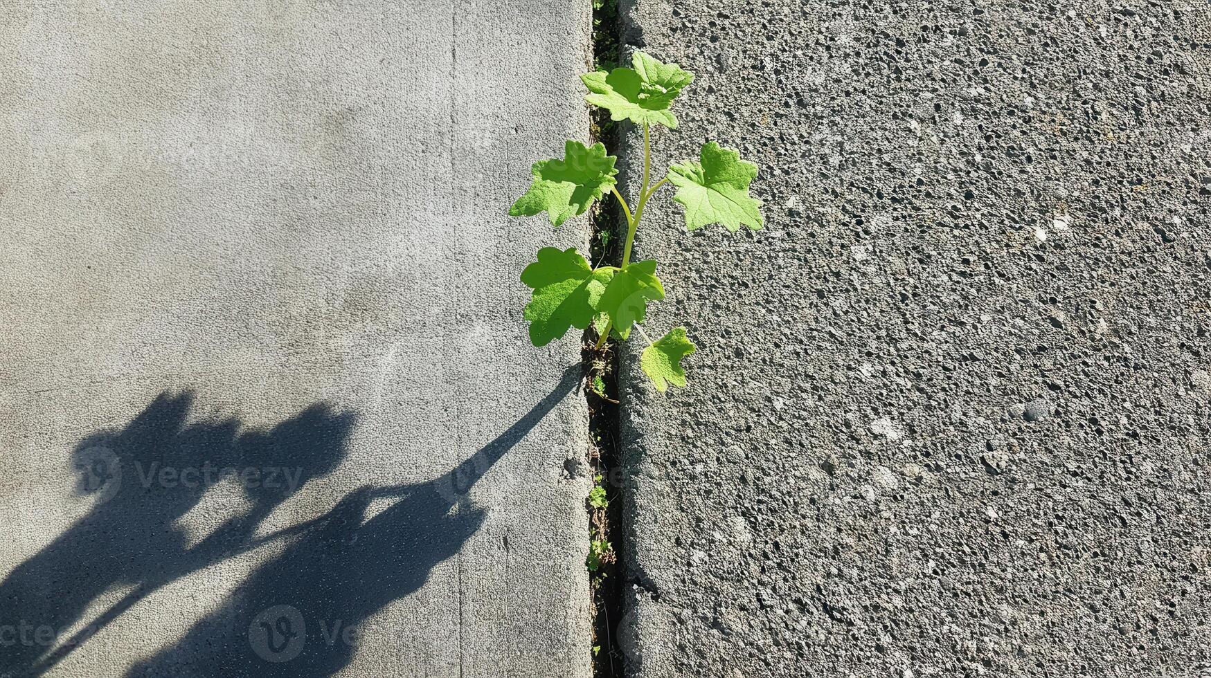 A small green plant emerges from a crack in the concrete, casting a shadow, symbolizing resilience and growth in an urban environment. photo