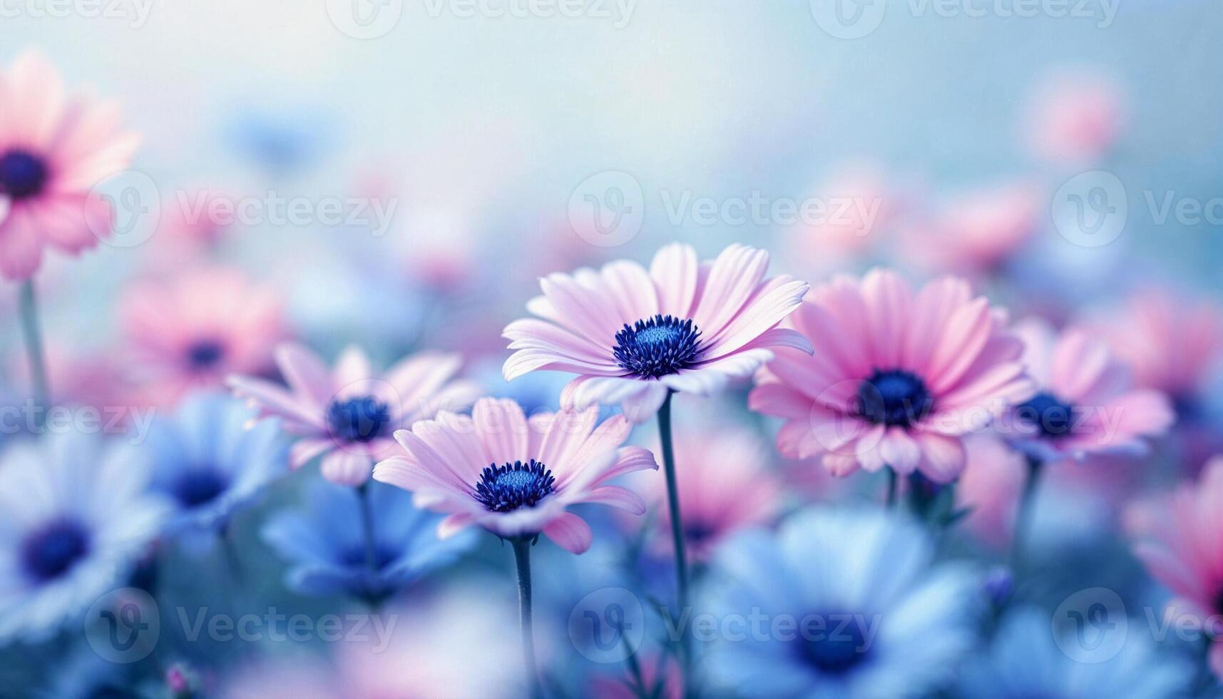 A field of flowers with a shallow depth of field, the flowers are pink and blue with dark blue centers, the background is a soft blue sky photo