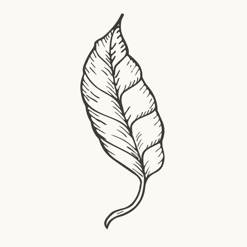 Ink engraved sketch of Leaf on isolated background. Hand drawn botanical illustration plant for logo, sign, print, paper, card, label, decor. Design element in vintage style. Nature and food vector