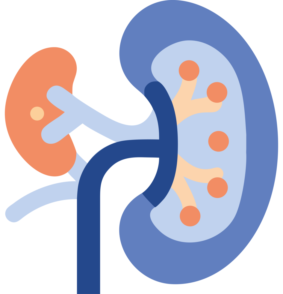 Kidney disease anatomy cross section icon png