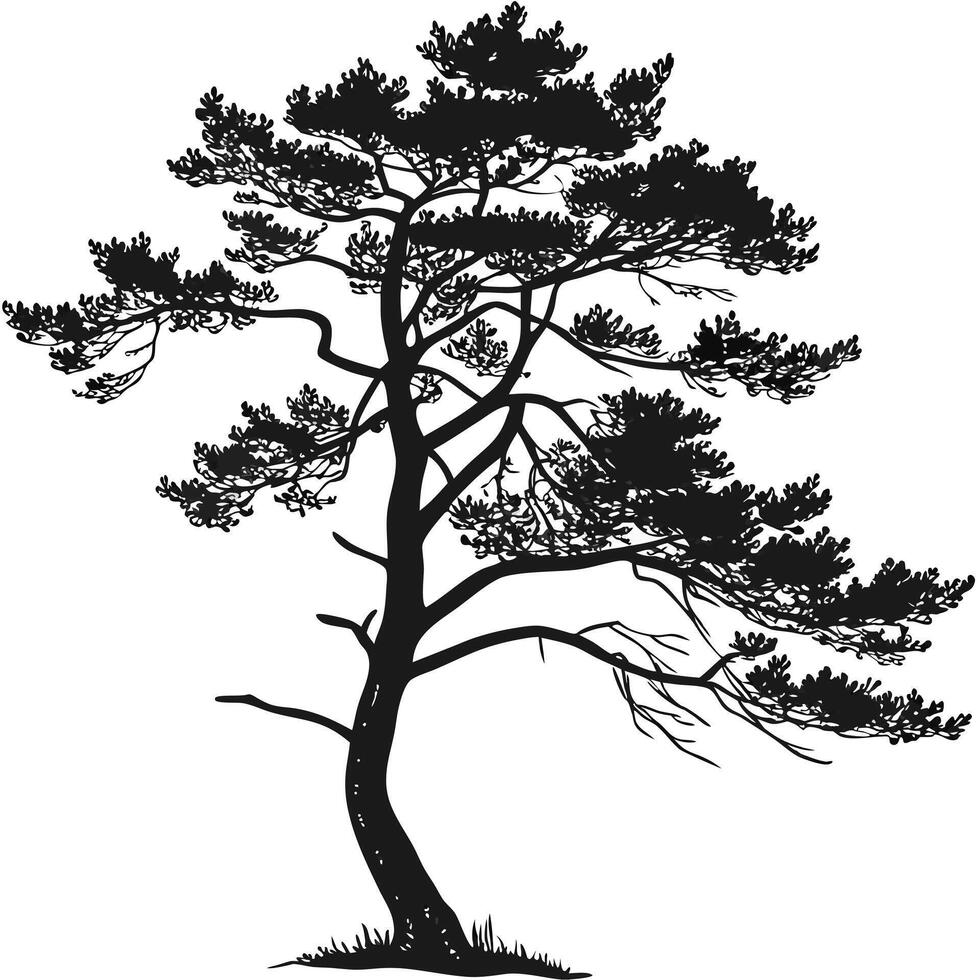 Pine Tree Silhouette Isolated Illustration vector