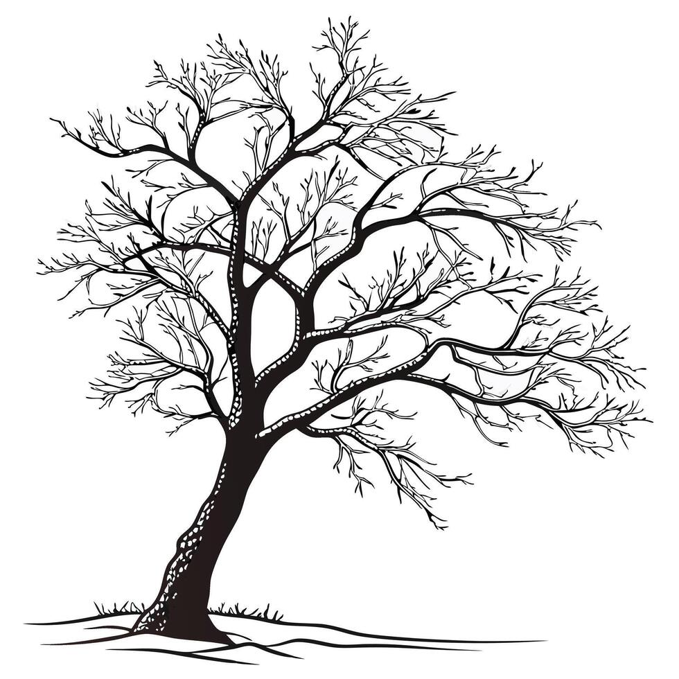Bare Tree In Black And White vector