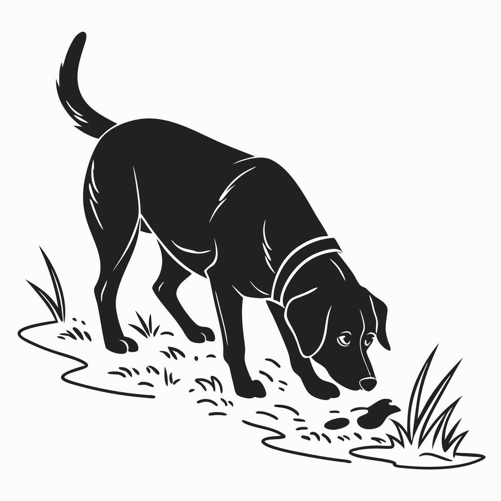Black Labrador Sniffing Ground Illustration vector