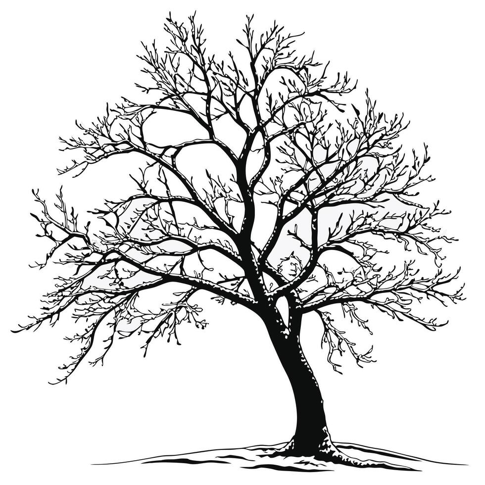 Bare Tree Silhouette vector
