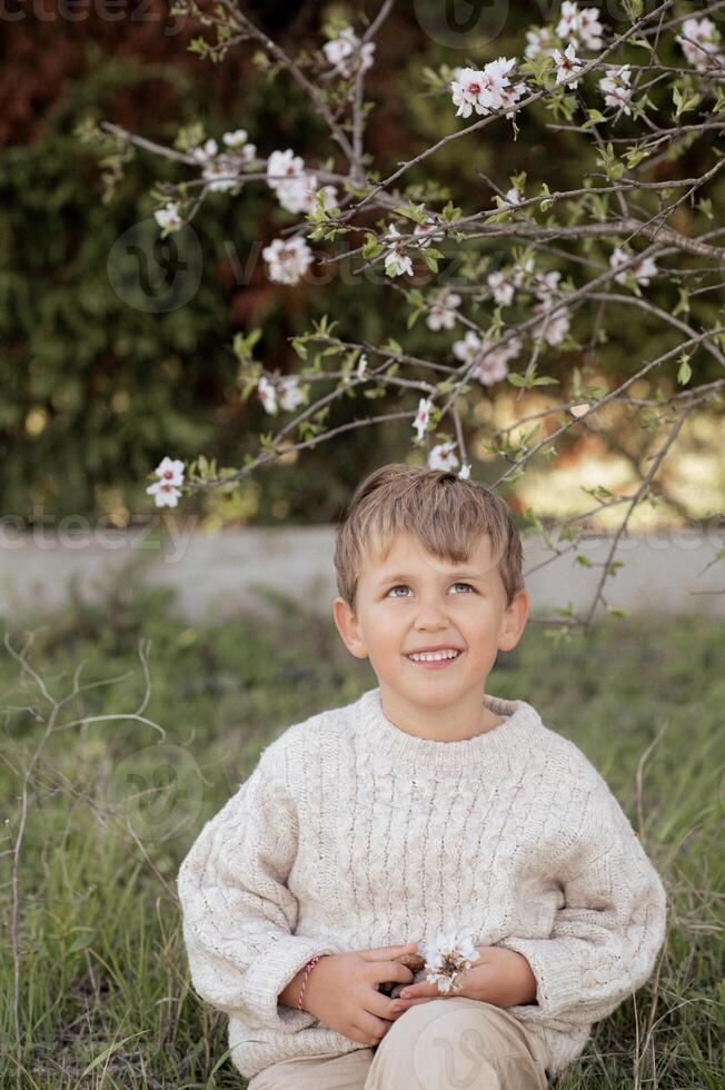 A young boy, dressed in a cozy white sweater, gently cups almonds in his hands while sitting under the blossoms of a majestic almond tree. photo