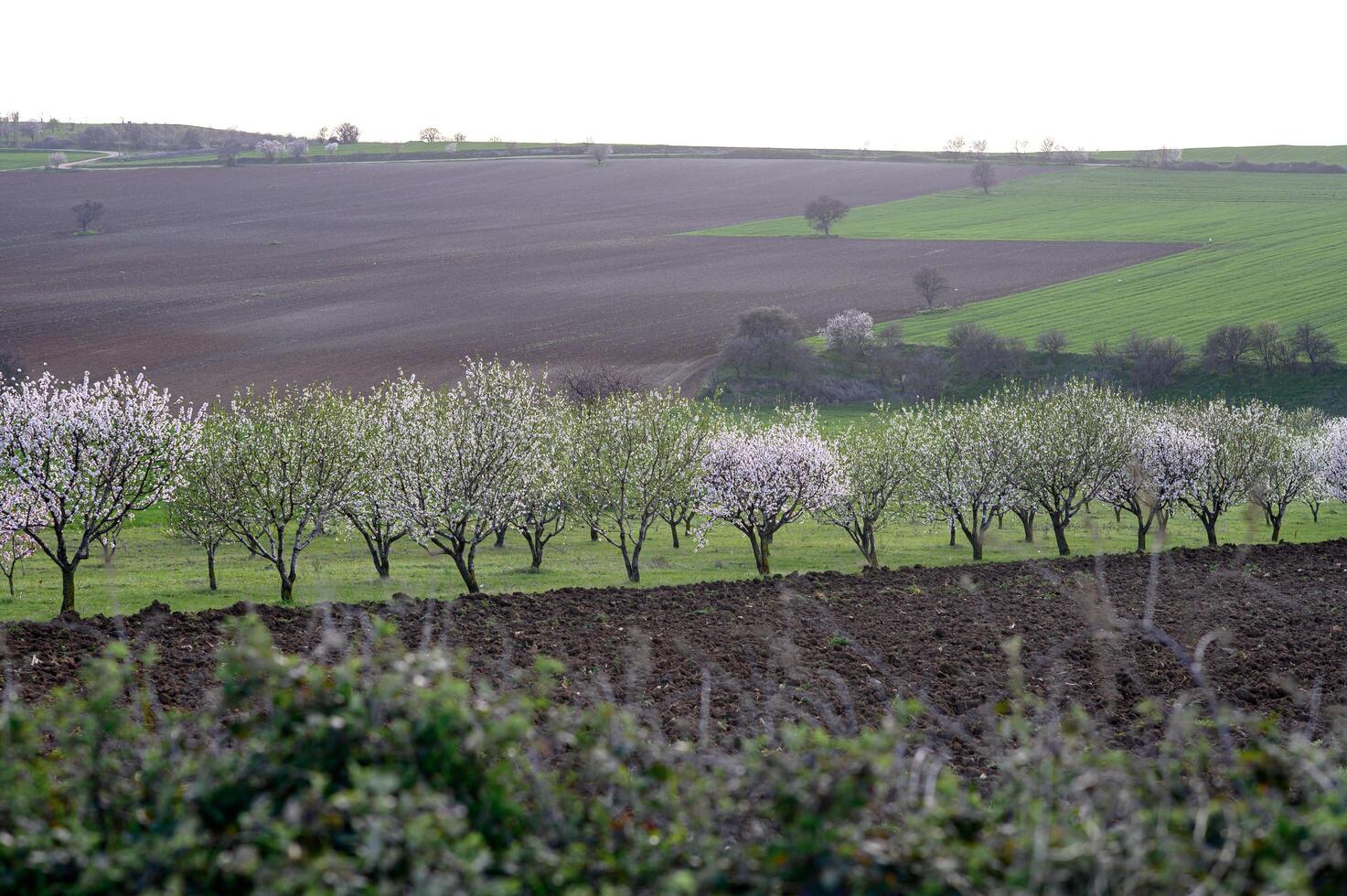 The air is filled with the scent of fresh almond blossoms as a charming alley lined with pink and white flowers stretches into the horizon. photo