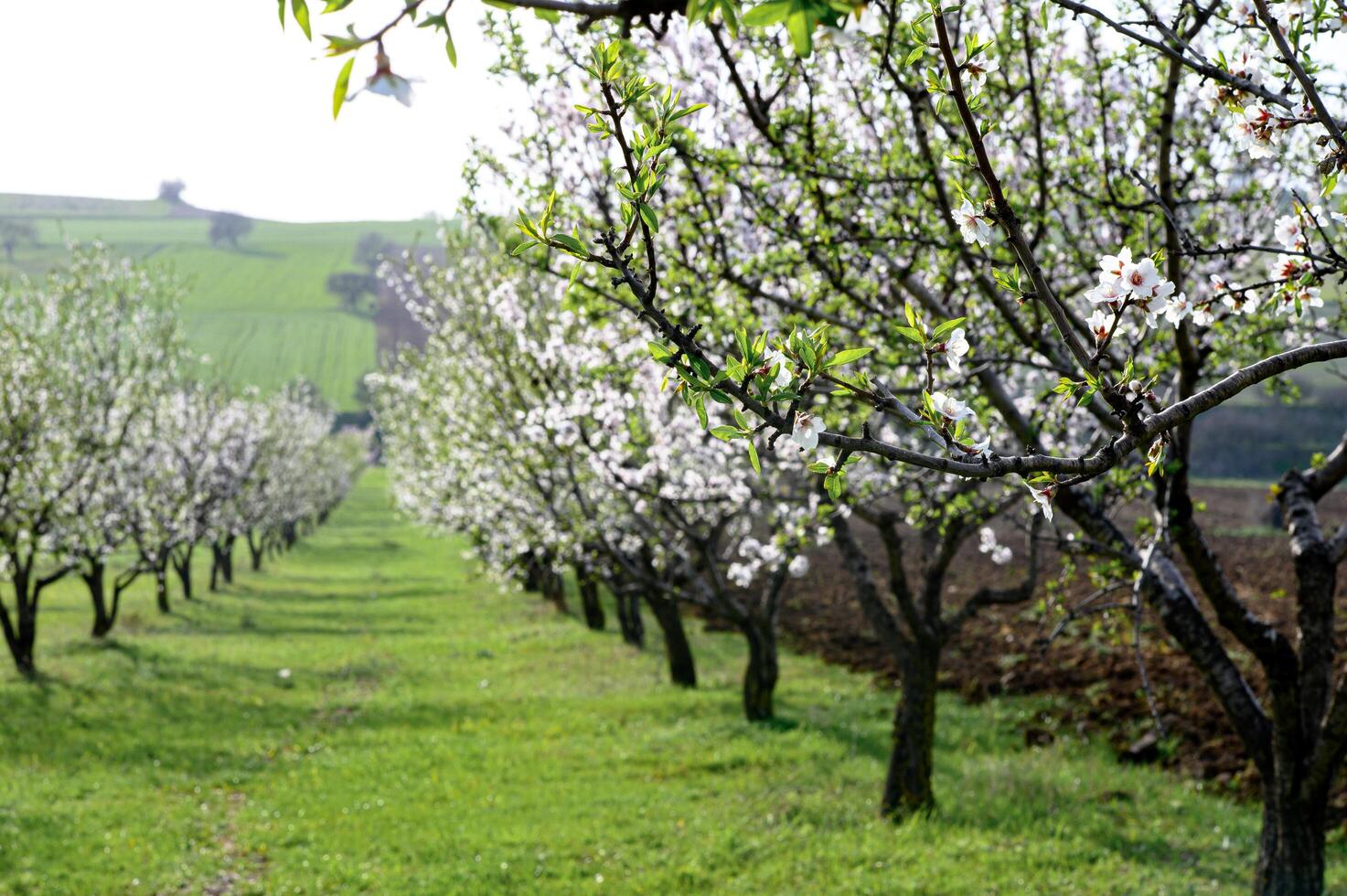 A peaceful almond tree avenue bursts into full bloom, with soft pink and white petals forming a breathtaking floral archway over the winding path. photo