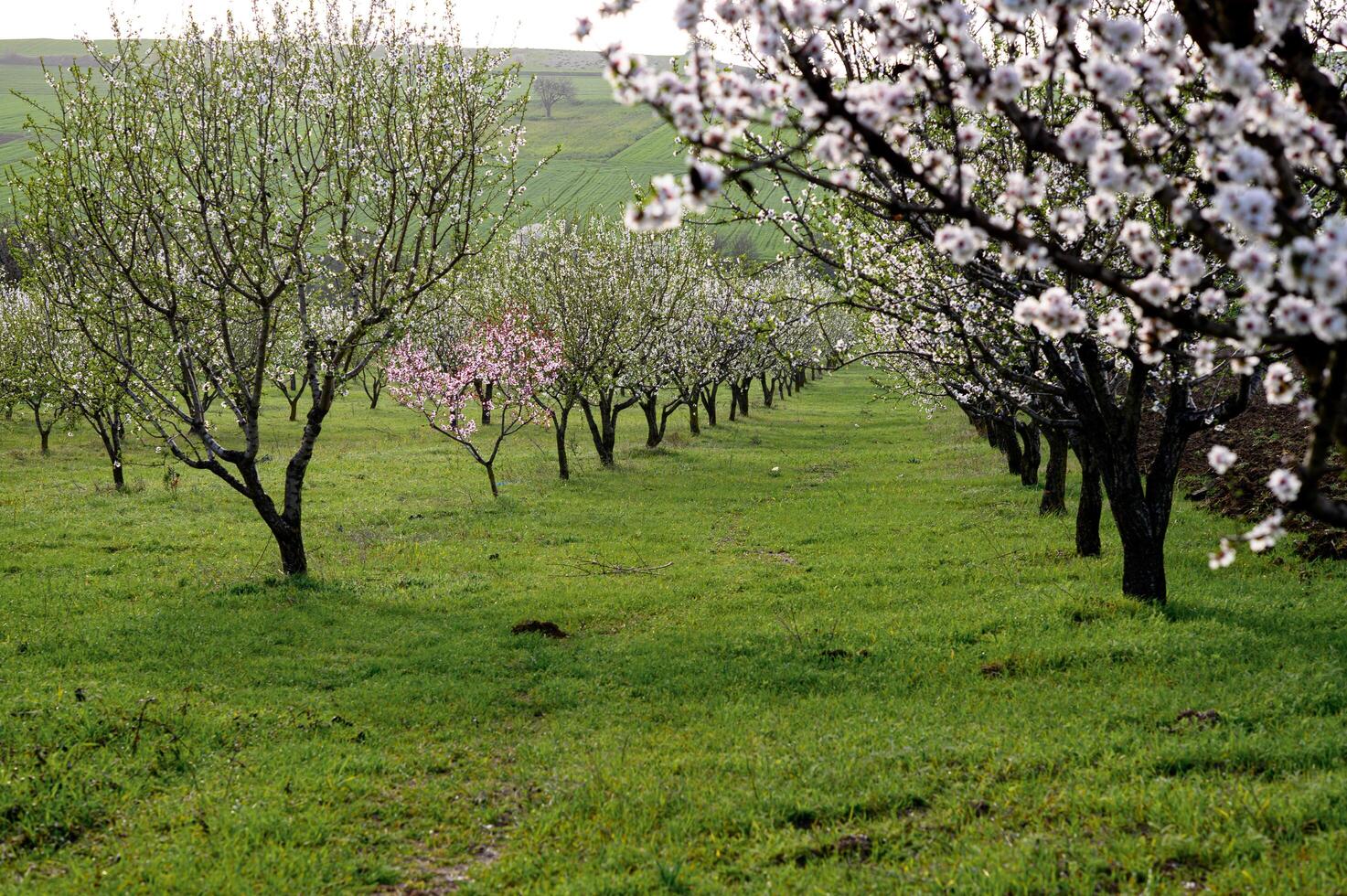 Rows of almond trees stand in perfect symmetry, their pink and white blossoms glowing softly in the golden afternoon light. photo