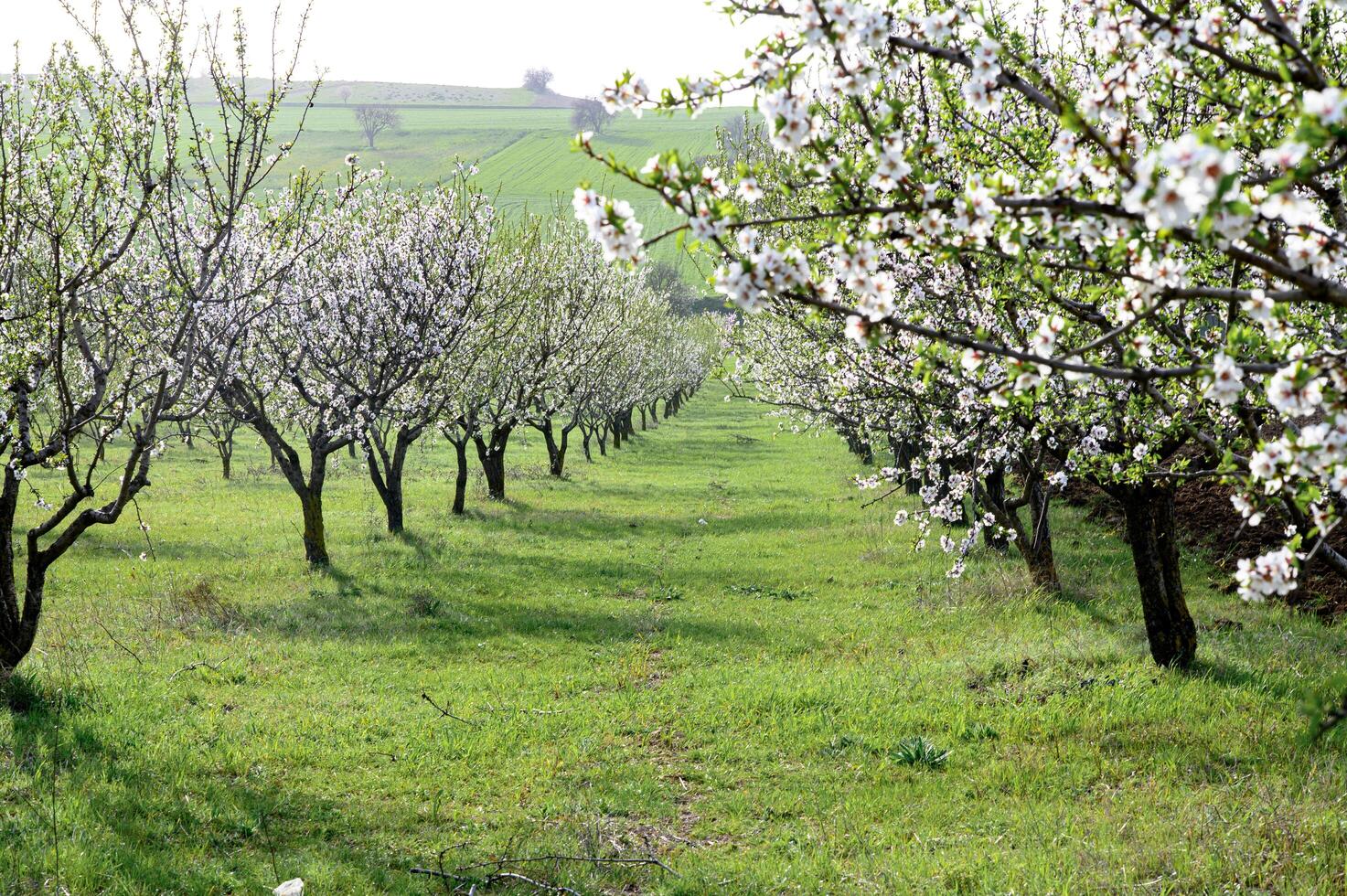 Sunlight filters through the branches of flowering almond trees, casting a soft glow over the pathway lined with vibrant pink and white blossoms. photo