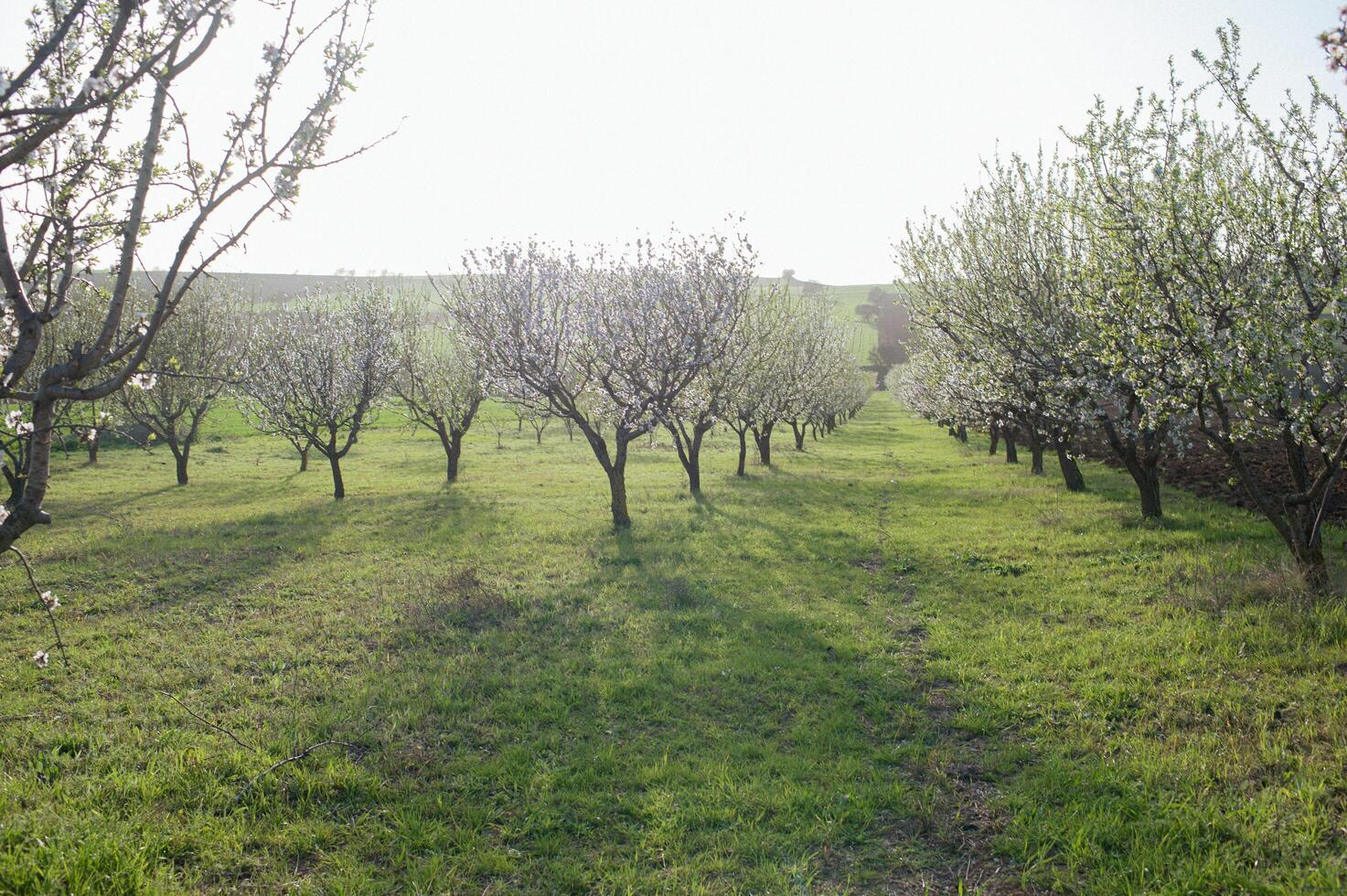 A quiet pathway winds through rows of blooming almond trees, their delicate petals creating a pastel canopy that shimmers in the golden sunlight. photo