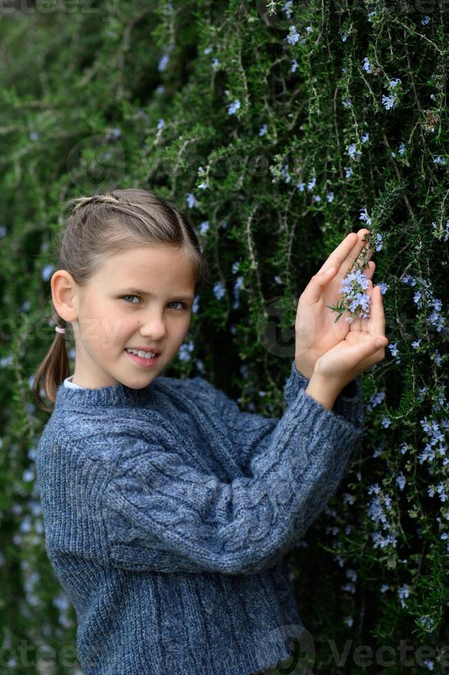 Girl in a blue sweater holding rosemary flowers. A young girl gently holds blooming blue rosemary flowers, admiring their delicate petals. photo