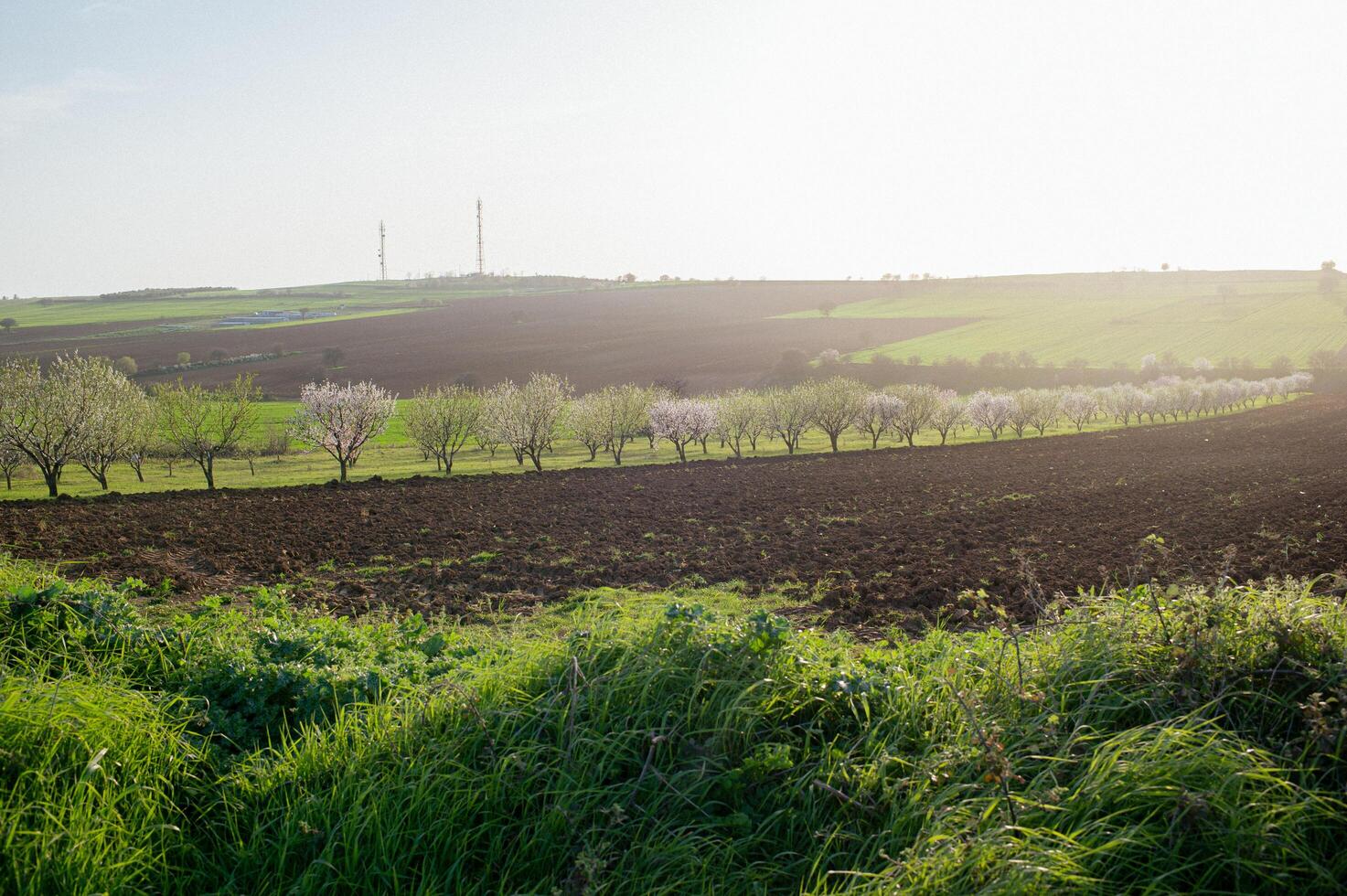 Expansive Greek farmland with lush green fields. Rolling agricultural fields stretch under the bright Mediterranean sun, showcasing the rich and fertile Greek countryside. photo