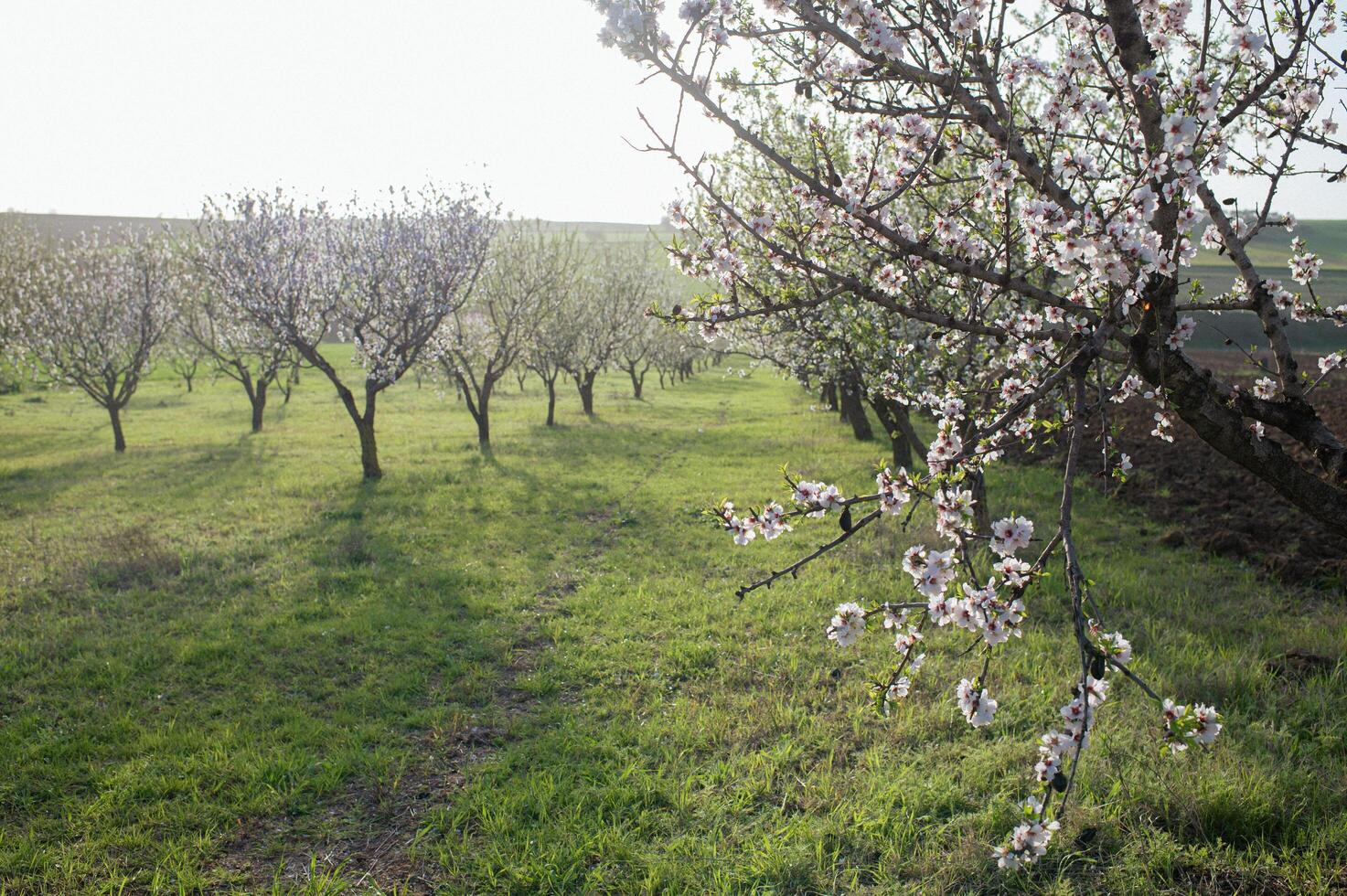 A sunlit alley of almond trees in full bloom glows with vibrant white and pink flowers, filling the air with the sweet scent of spring. photo