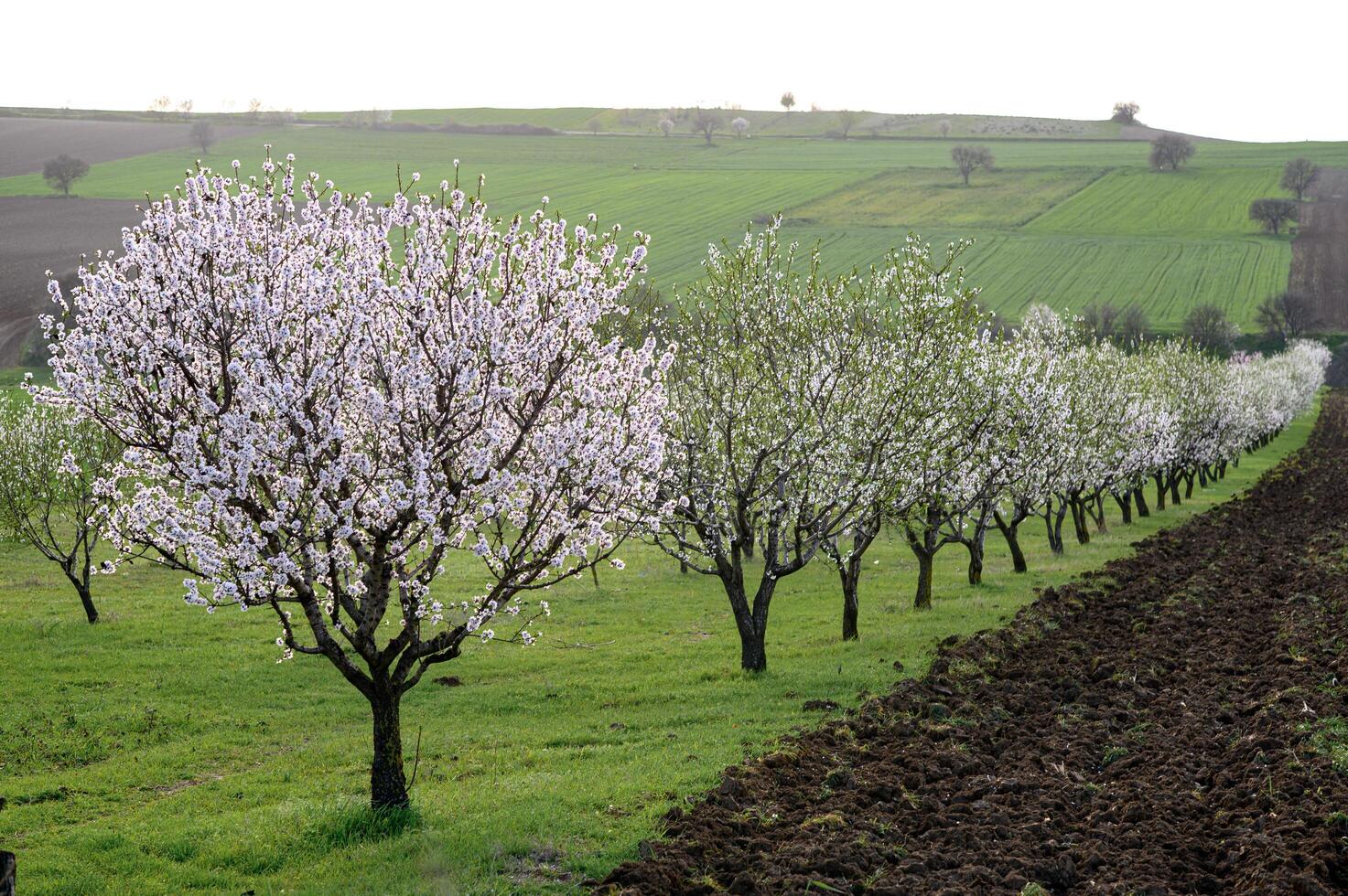 A peaceful orchard of flowering almond trees creates a stunning floral tunnel, inviting visitors to walk through natures delicate masterpiece. photo