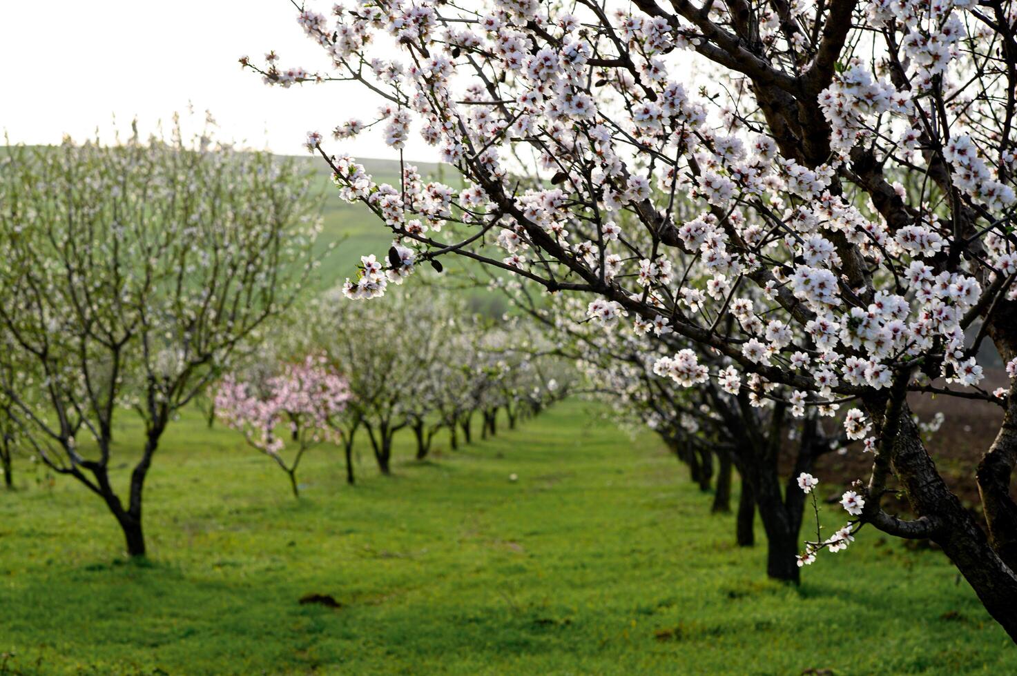 The soft hues of pink and white almond flowers contrast against the deep blue sky, creating a mesmerizing natural tunnel. photo
