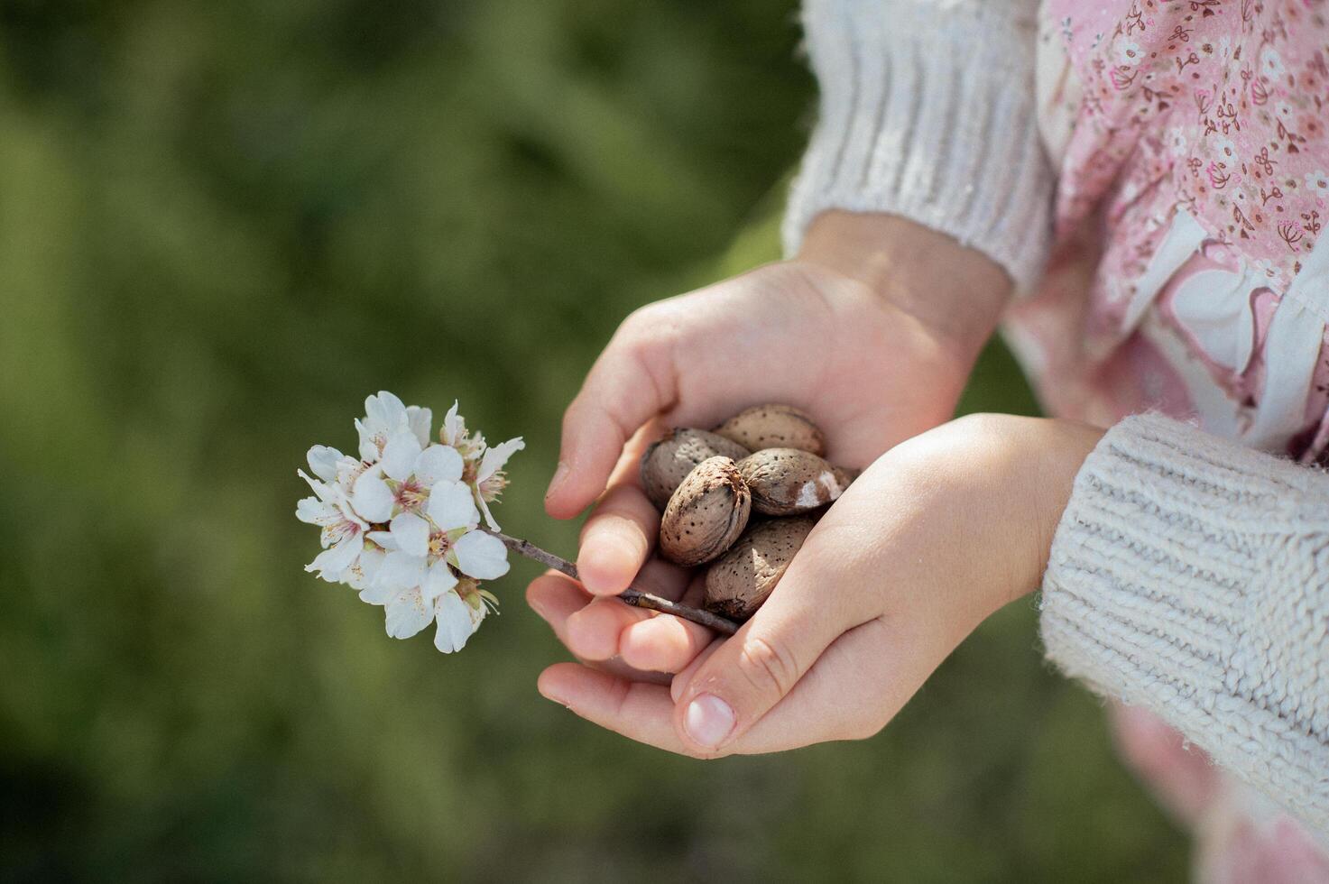 With a smile on her face, the girl holds freshly harvested almonds in her hands, their rough shells contrasted by the soft petals of a blooming almond flower photo