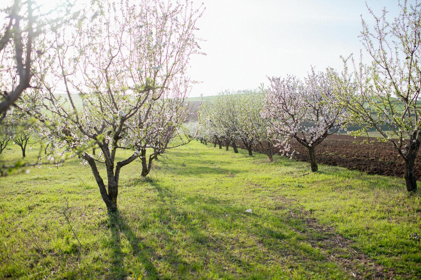 The morning sun casts a golden glow on an alley of blooming almond trees, where white and pink petals gently dance in the breeze. photo