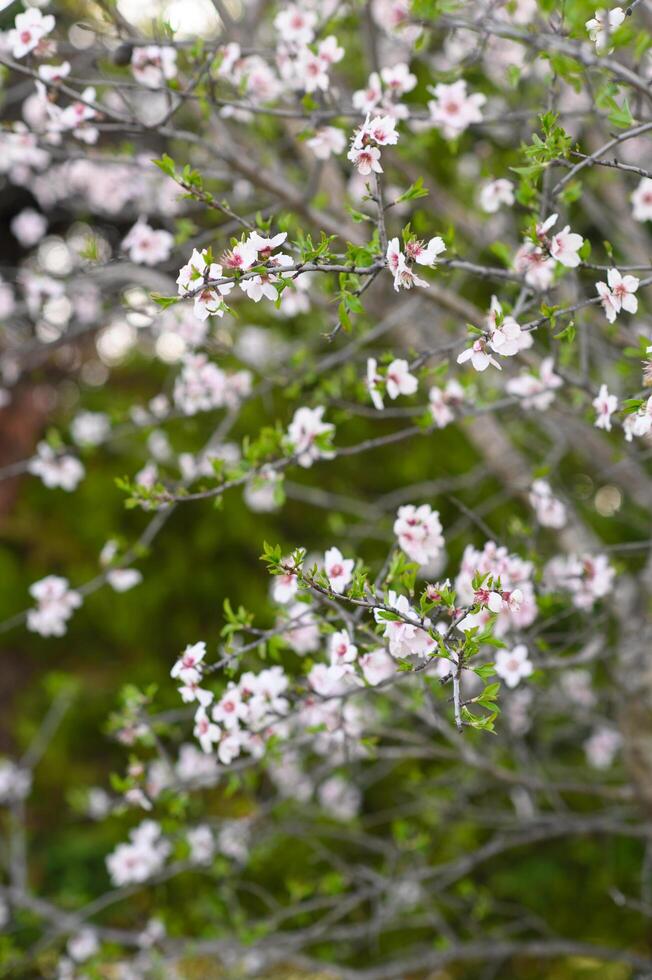 A close-up of almond flowers reveals intricate details of their fragile petals and golden stamens, creating a perfect symbol of springs beauty. photo
