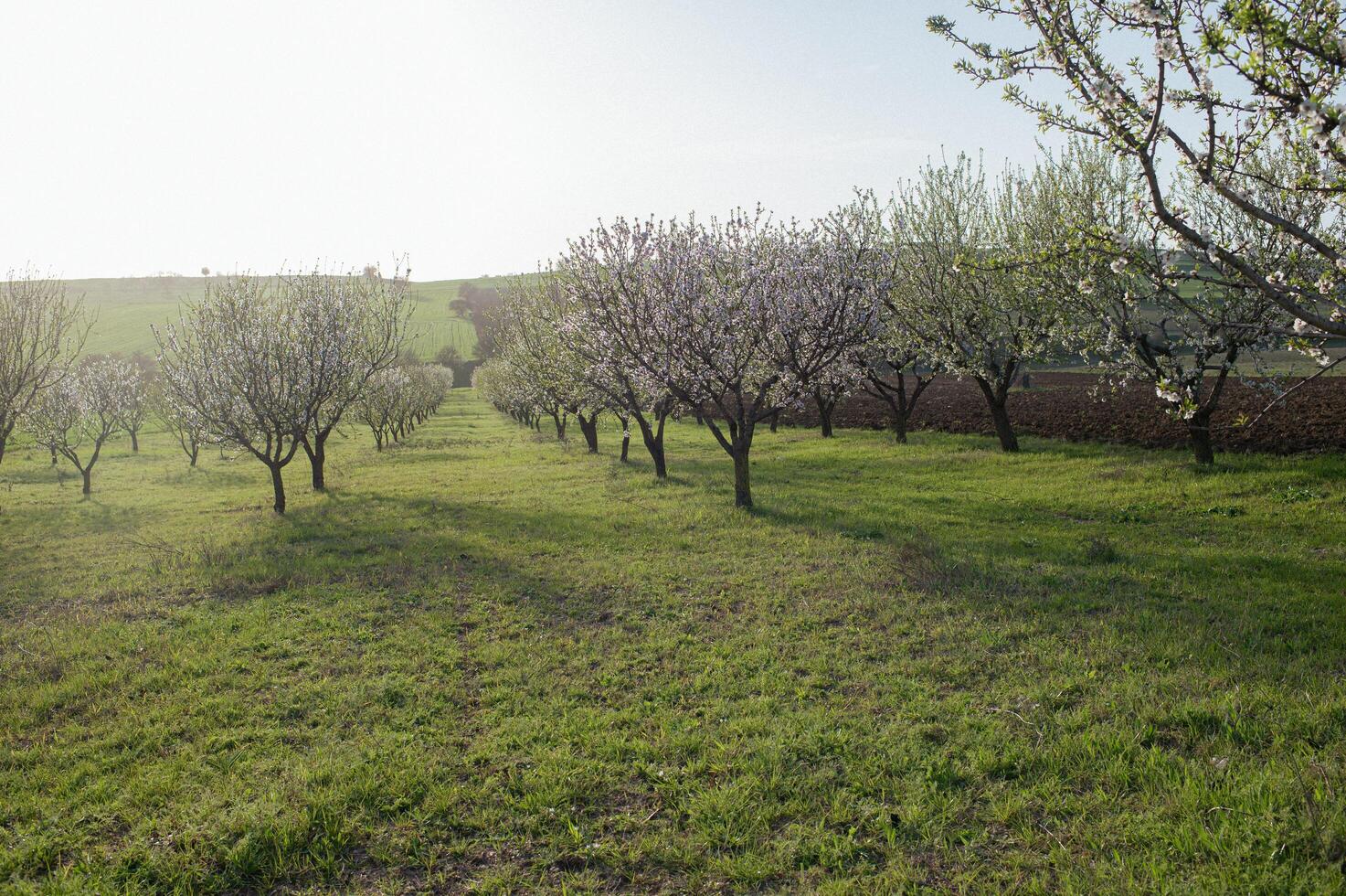 The ground is gently covered in fallen almond petals as towering trees with pink and white blossoms create a dreamlike spring corridor. photo