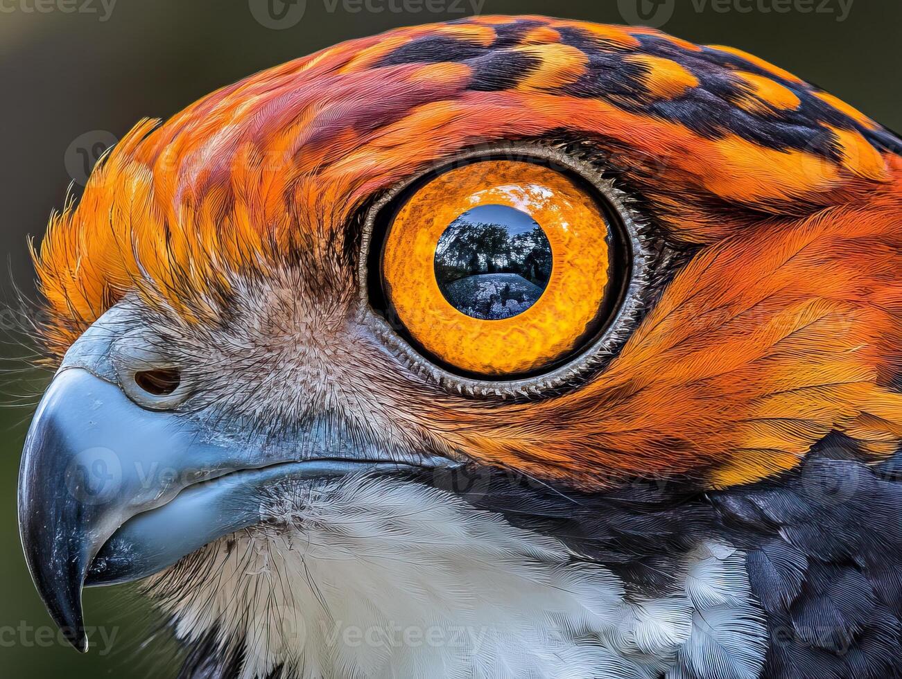 Ornate hawk eagle showing its wonderful plumage and big orange eye photo