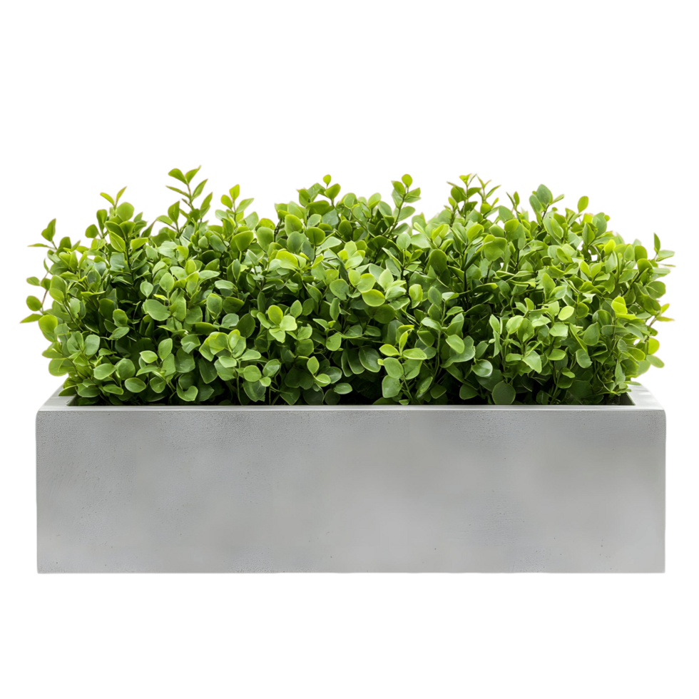 Urban style cement planter filled with neatly arranged green shrubs png