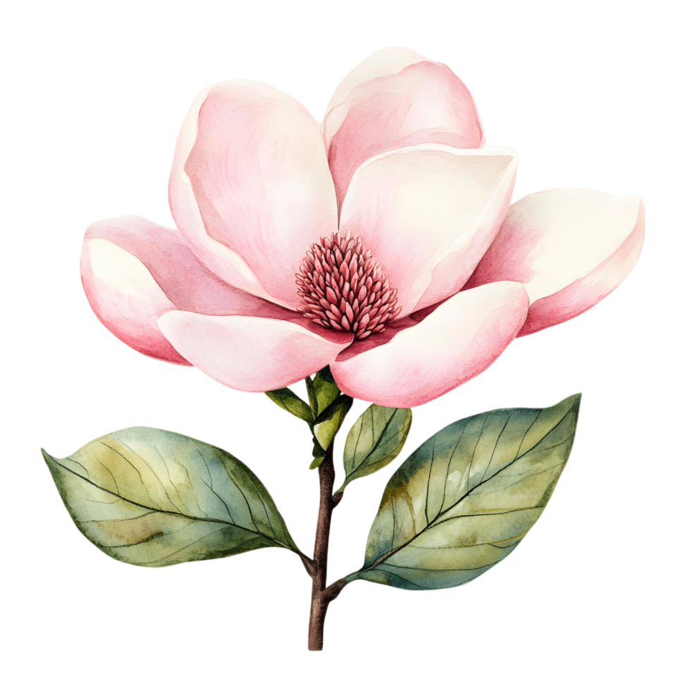 Nature inspired magnolia flower painted with gentle watercolor shading png