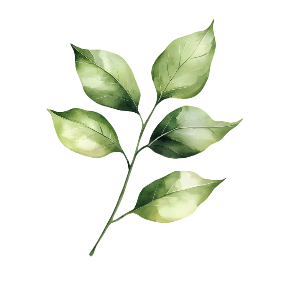 Graceful botanical illustration of leaves with a minimalistic watercolor touch png