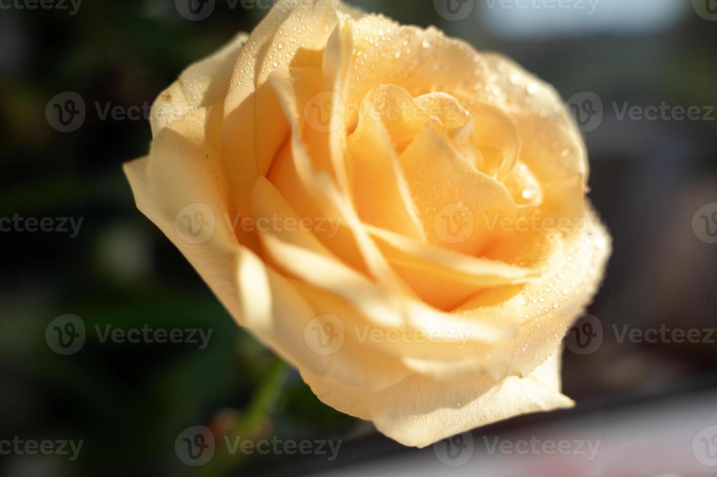 beautiful peach rose with raindrops on dark background illuminated by sun. High quality photo