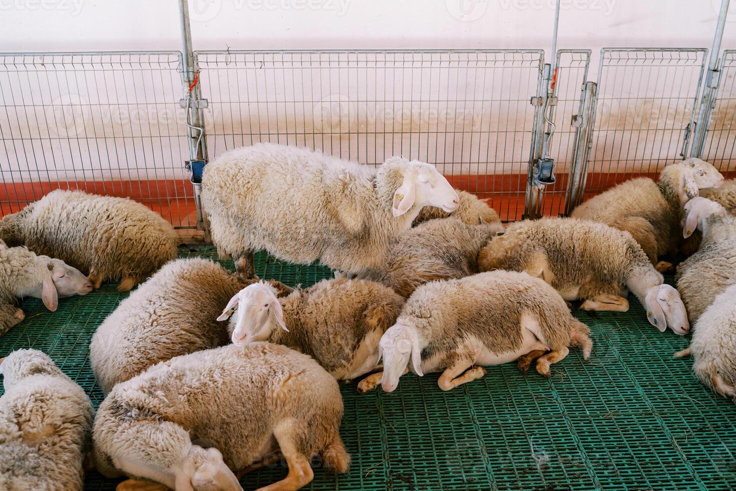 Flock of fluffy white sheep sleeps on a green slatted floor in a paddock on a farm photo