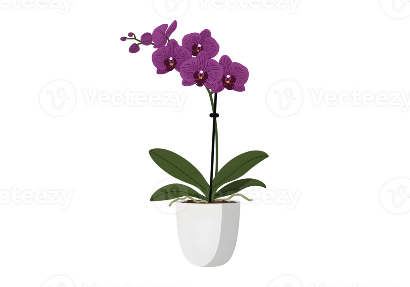 Purple Orchid In White Pot On Dark Background png