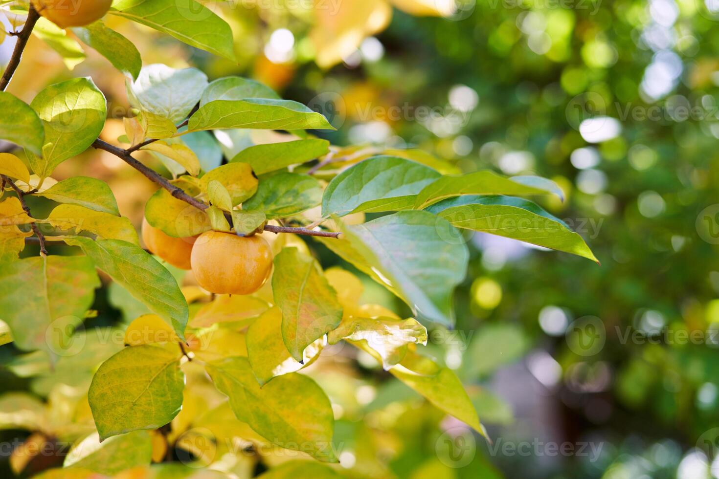 Ripe persimmon among yellowed leaves grows on trees in the autumn garden photo