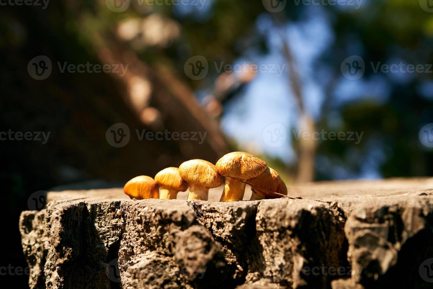 Yellow mushrooms grow on a pine stump in the forest in the sun photo