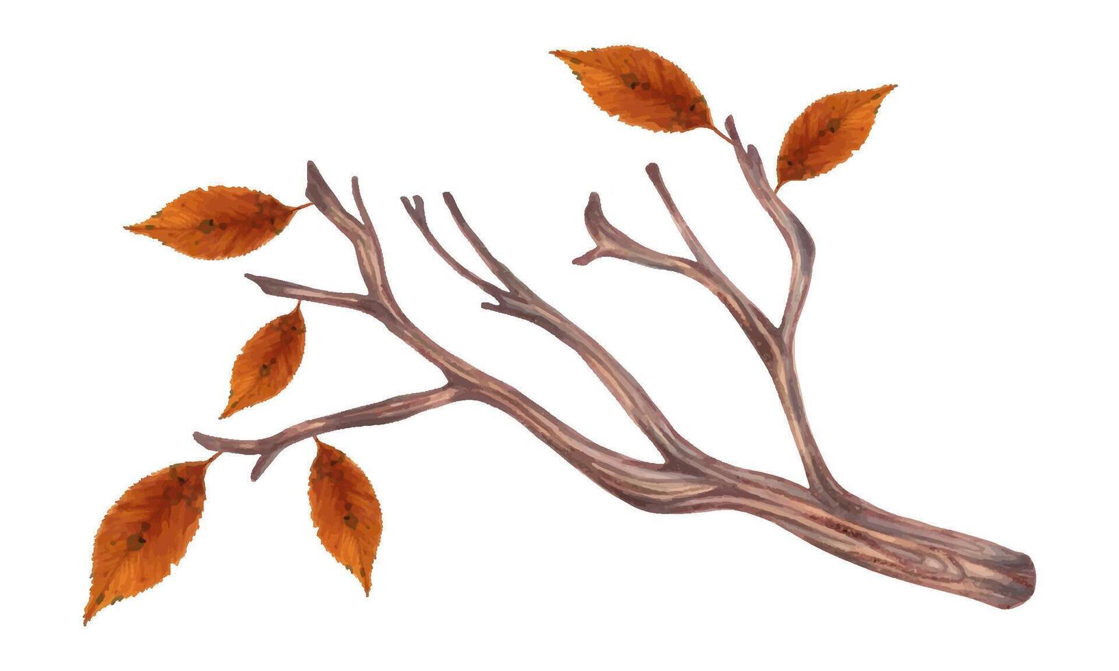 Tree branch with autumn leaves. Illustration with watercolors, markers. Wood element botanical clip art. Hand drawn isolated template. Natural decor for the seasonal holidays Thanksgiving, Halloween vector