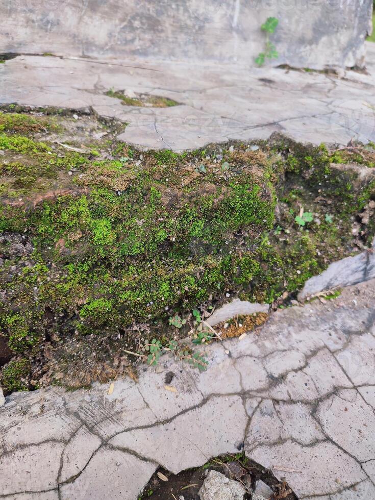 a moss covered rock in the middle of a concrete floor photo