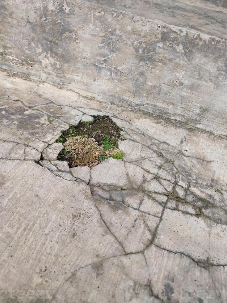 The walls are damaged and broken until the broken parts are covered in moss photo