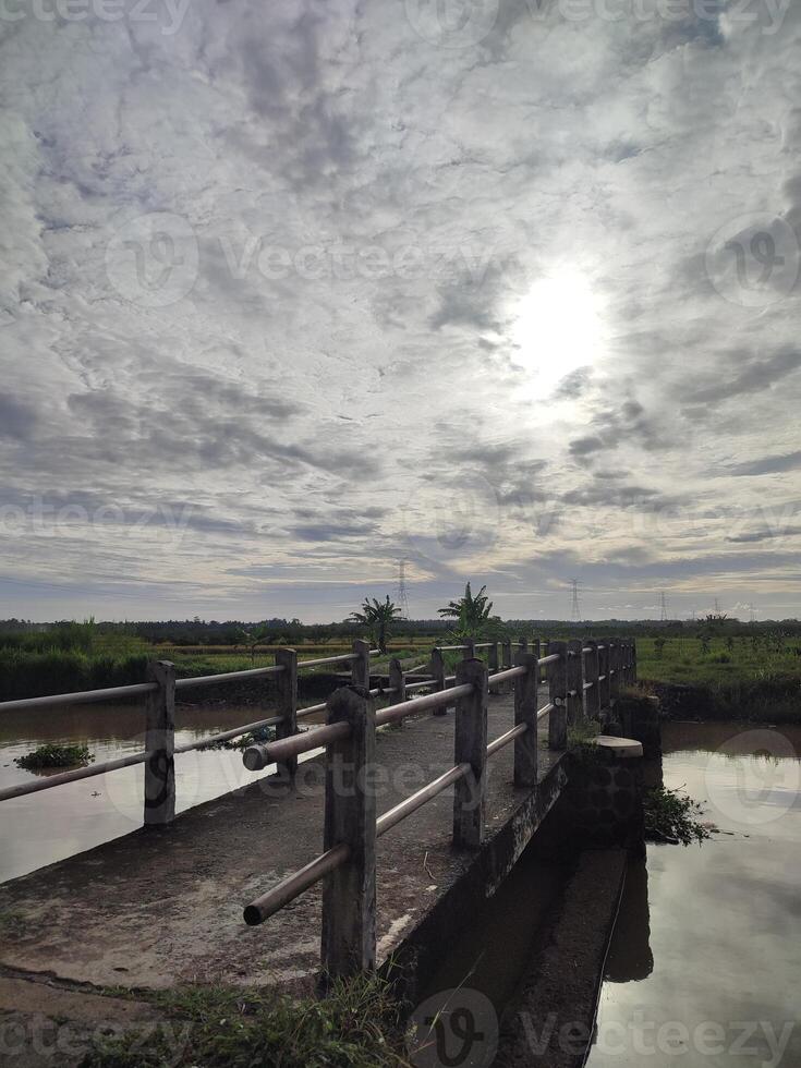bridge in the middle of the rice fields to cross the river in summer photo