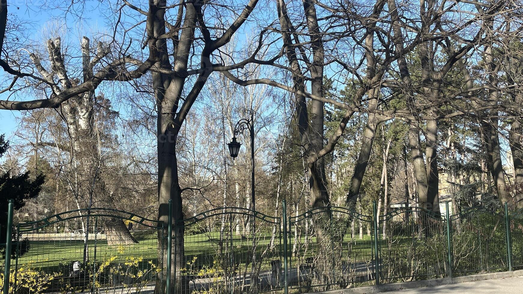 Beautiful spring day in a tranquil city park showcasing lush greenery and majestic trees photo