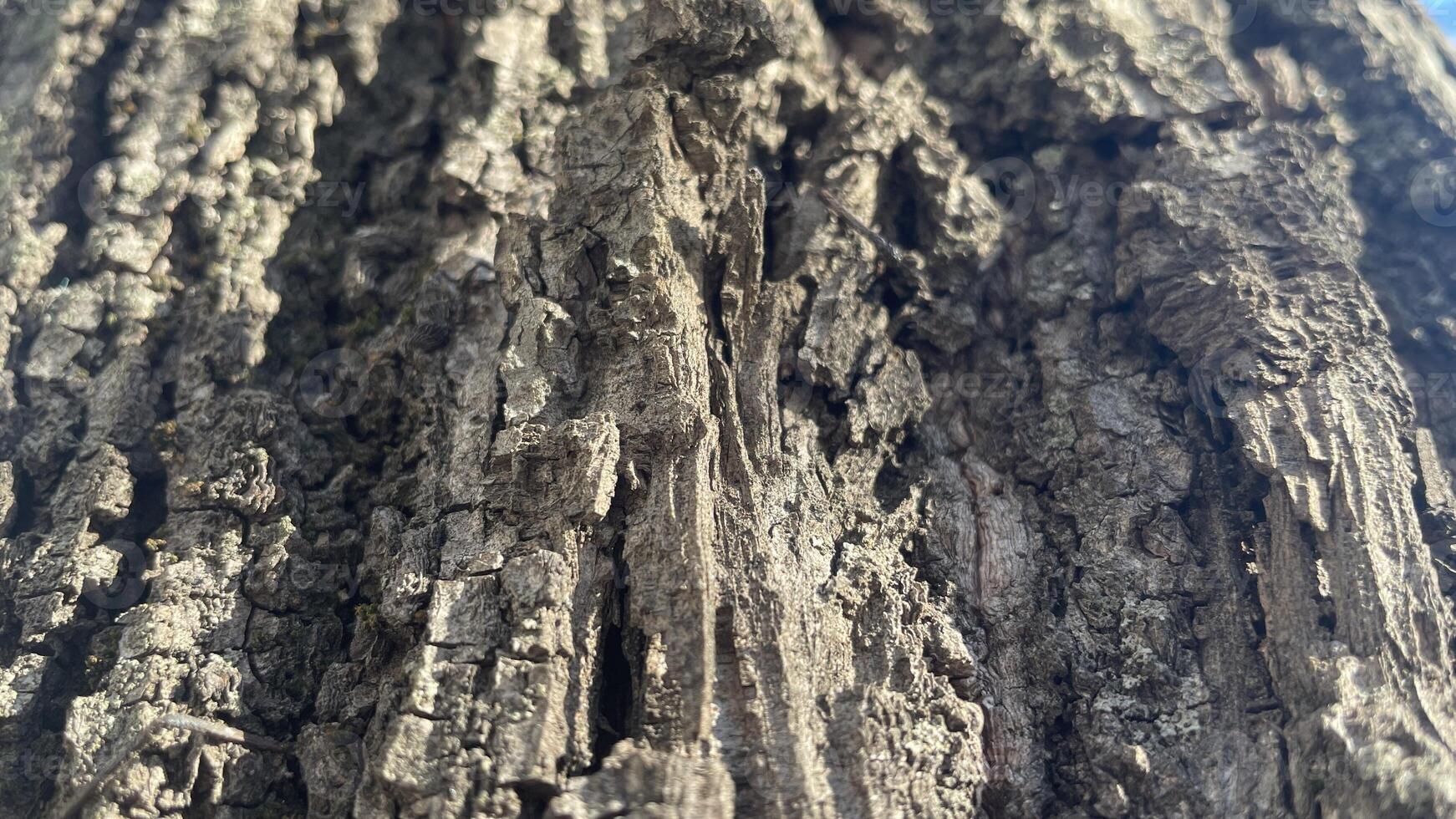 Textured bark reveals nature's artistry in a sunlit woodland during a serene afternoon photo