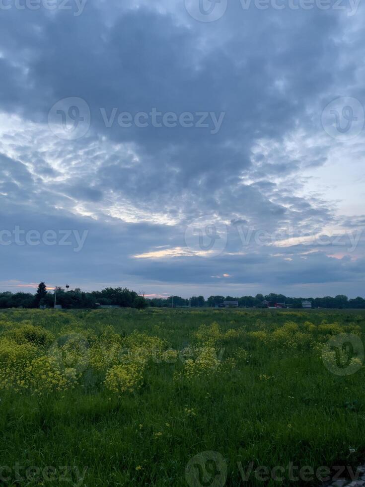 Vibrant yellow wildflowers bloom in a serene green field under a dramatic cloudy sky at dusk photo