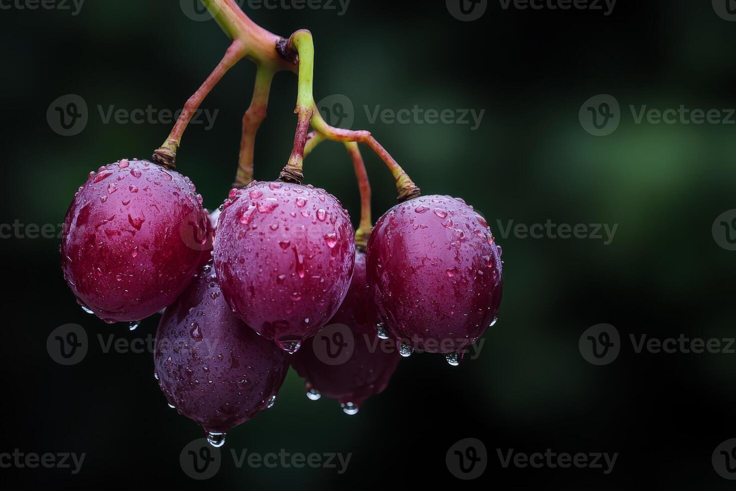 Freshly harvested grapes glistening with water droplets in a natural setting surrounded by greenery photo